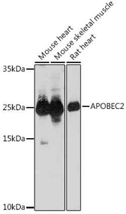 Invitrogen APOBEC2 Polyclonal Antibody 100 &mu;L; Unconjugated:Antibodies,