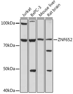 Invitrogen ZNF652 Polyclonal Antibody 100 &mu;L; Unconjugated:Antibodies,