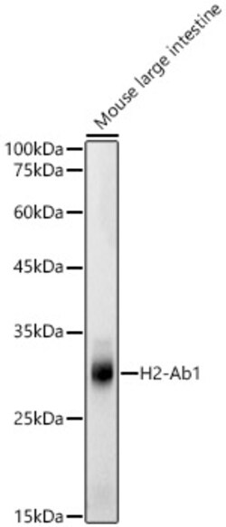 Invitrogen MHC Class II (I-Ab) Polyclonal Antibody 100 &mu;L; Unconjugated:Antibodies,
