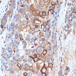 Invitrogen SIGLEC15 Polyclonal Antibody 100 &mu;L; Unconjugated:Antibodies,