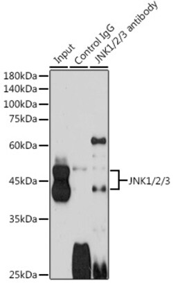 Invitrogen JNK1/JNK2/JNK3 Polyclonal Antibody 100 &mu;L | Buy Online | Invitrogen&trade; | Fisher Scientific