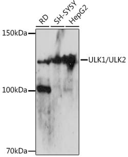 Invitrogen ULK1/ULK2 Polyclonal Antibody 100 &mu;L; Unconjugated:Antibodies,