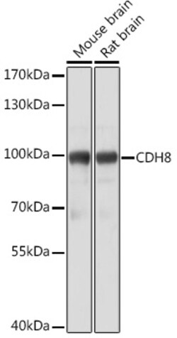 Invitrogen CDH8 Polyclonal Antibody 100 &mu;L; Unconjugated:Antibodies,