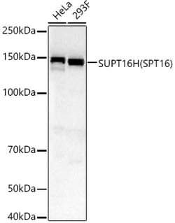 Invitrogen SUPT16H Polyclonal Antibody 100 &mu;L; Unconjugated:Antibodies,