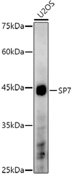 Invitrogen SP7 Polyclonal Antibody 100 &mu;L; Unconjugated:Antibodies,