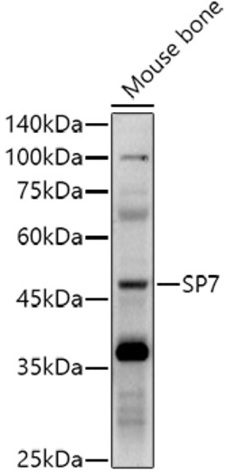 Invitrogen SP7 Polyclonal Antibody 100 &mu;L; Unconjugated:Antibodies,