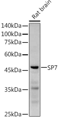 Invitrogen SP7 Polyclonal Antibody 100 &mu;L; Unconjugated:Antibodies,