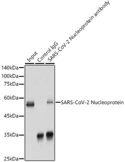 Invitrogen SARS-CoV-2 Nucleocapsid Polyclonal Antibody 100 &mu;L; Unconjugated:Antibodies,