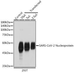 Invitrogen SARS-CoV-2 Nucleocapsid Polyclonal Antibody 100 &mu;L; Unconjugated:Antibodies,