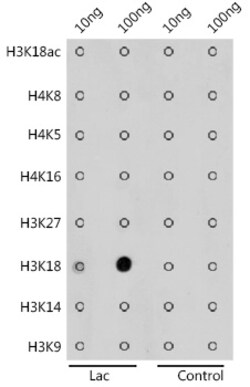 Invitrogen Lactyl-Histone H3 (Lys18) Polyclonal Antibody 100 &mu;L; Unconjugated:Antibodies,