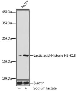 Invitrogen Lactyl-Histone H3 (Lys18) Polyclonal Antibody 100 &mu;L; Unconjugated:Antibodies,