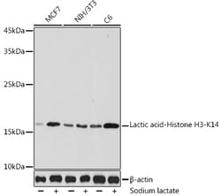 Invitrogen Lactyl-Histone H3 (Lys14) Polyclonal Antibody 100 &mu;L; Unconjugated:Antibodies,