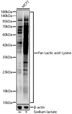 Invitrogen Lactic acid Lysine Polyclonal Antibody 100 &mu;L; Unconjugated:Antibodies,