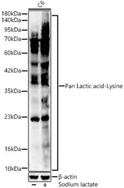 Invitrogen Lactic acid Lysine Polyclonal Antibody 100 &mu;L; Unconjugated:Antibodies,