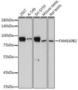 Invitrogen RAI16 Polyclonal Antibody 100 &mu;L; Unconjugated:Antibodies,