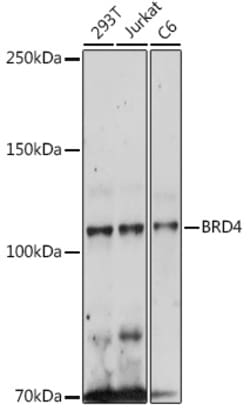 Invitrogen BRD4 Polyclonal Antibody 100 &mu;L; Unconjugated:Antibodies,