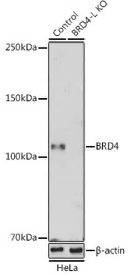 Invitrogen BRD4 Polyclonal Antibody 100 &mu;L; Unconjugated:Antibodies,