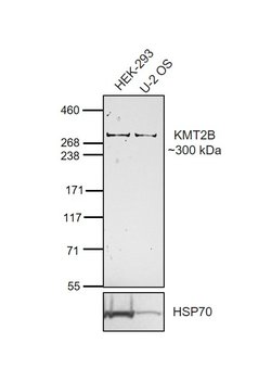 Invitrogen MLL4 Polyclonal Antibody 100 &mu;L; Unconjugated:Antibodies,