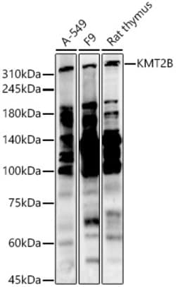 Invitrogen MLL4 Polyclonal Antibody 100 &mu;L; Unconjugated:Antibodies,