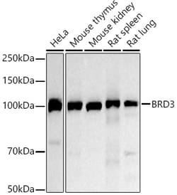 Invitrogen BRD3 Polyclonal Antibody 100 &mu;L | Buy Online | Invitrogen&trade; | Fisher Scientific