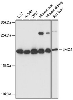 Invitrogen LMO2 Polyclonal Antibody 100 &mu;L; Unconjugated:Antibodies,