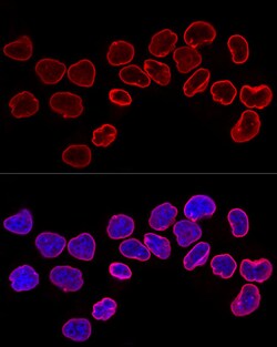 Invitrogen Lamin B1 Polyclonal Antibody 100 &mu;L; Unconjugated:Antibodies,