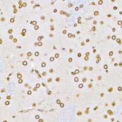 Invitrogen Lamin B1 Polyclonal Antibody 100 &mu;L; Unconjugated:Antibodies,