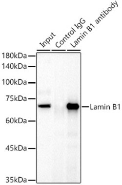 Invitrogen Lamin B1 Polyclonal Antibody 100 &mu;L; Unconjugated:Antibodies,