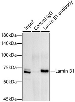 Invitrogen Lamin B1 Polyclonal Antibody 100 &mu;L; Unconjugated:Antibodies,