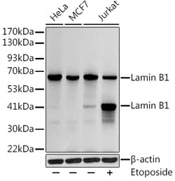 Invitrogen Lamin B1 Polyclonal Antibody 100 &mu;L; Unconjugated:Antibodies,