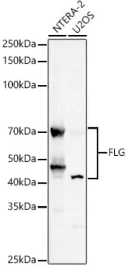 Invitrogen Filaggrin Polyclonal Antibody 100 &mu;L; Unconjugated:Antibodies,