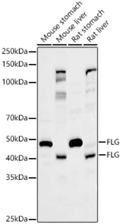 Invitrogen Filaggrin Polyclonal Antibody 100 &mu;L; Unconjugated:Antibodies,