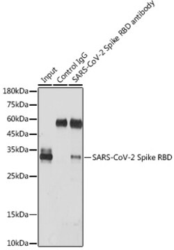 Invitrogen SARS-CoV-2 Spike Protein (RBD) Polyclonal Antibody 100 &mu;L;
