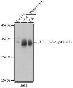 Invitrogen SARS-CoV-2 Spike Protein (RBD) Polyclonal Antibody 100 &mu;L;