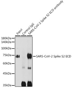 Invitrogen SARS-CoV-2 Spike Protein S2 Polyclonal Antibody 100 &mu;L; Unconjugated:Antibodies,