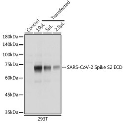 Invitrogen SARS-CoV-2 Spike Protein S2 Polyclonal Antibody 100 &mu;L; Unconjugated:Antibodies,