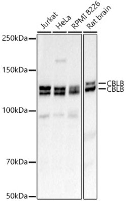 Invitrogen Cbl-b Polyclonal Antibody 100 &mu;L; Unconjugated:Antibodies,