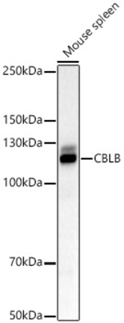 Invitrogen Cbl-b Polyclonal Antibody 100 &mu;L; Unconjugated:Antibodies,