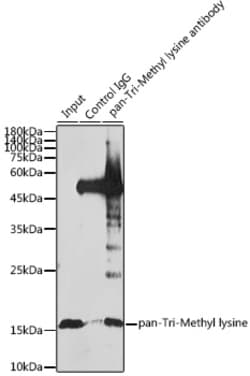 Invitrogen Tri-Methyl Lysine Polyclonal Antibody 100 μL; Unconjugated:Antibodies,