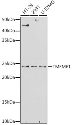Invitrogen TMEM61 Polyclonal Antibody 100 &mu;L; Unconjugated:Antibodies,