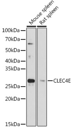 Invitrogen CLEC4E Polyclonal Antibody 100 &mu;L; Unconjugated:Antibodies,