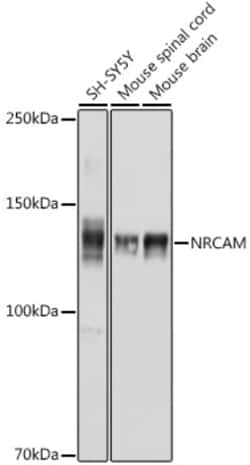Invitrogen NRCAM Polyclonal Antibody 100 &mu;L; Unconjugated:Antibodies,