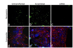 Invitrogen Pericentrin Polyclonal Antibody 100 &mu;L; Unconjugated:Antibodies,