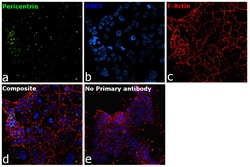 Invitrogen Pericentrin Polyclonal Antibody 100 &mu;L; Unconjugated:Antibodies,