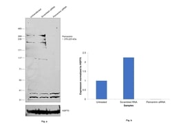 Invitrogen Pericentrin Polyclonal Antibody 100 &mu;L; Unconjugated:Antibodies,