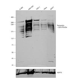 Invitrogen Pericentrin Polyclonal Antibody 100 &mu;L; Unconjugated:Antibodies,