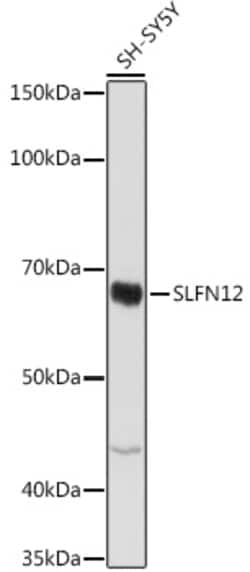 Invitrogen SLFN12 Polyclonal Antibody 100 &mu;L; Unconjugated:Antibodies,