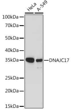 Invitrogen DNAJC17 Polyclonal Antibody 100 &mu;L | Buy Online | Invitrogen&trade; | Fisher Scientific