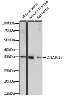 Invitrogen DNAJC17 Polyclonal Antibody 100 &mu;L | Buy Online | Invitrogen&trade; | Fisher Scientific