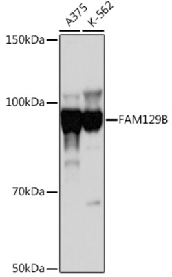 Invitrogen&trade;&nbsp;Niban-like protein Polyclonal Antibody
